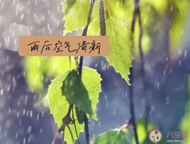 雨后为什么感觉空气特别清新 为什么放线菌会在雨后释放独特的味道