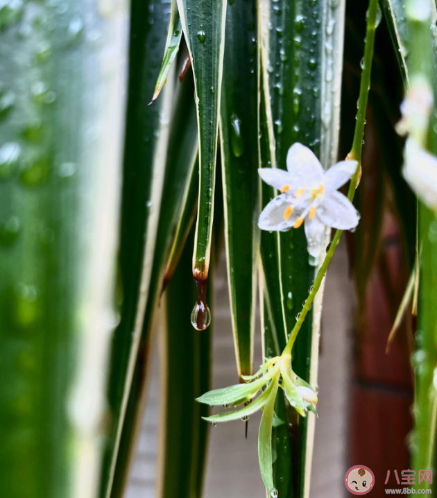 雨后为什么感觉空气特别清新 为什么放线菌会在雨后释放独特的味道