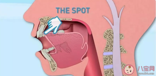 舌头的正确摆放位置在哪 如何保护我们的舌头