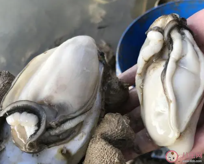 吃生蚝前做好3件事 生蚝有哪些吃法