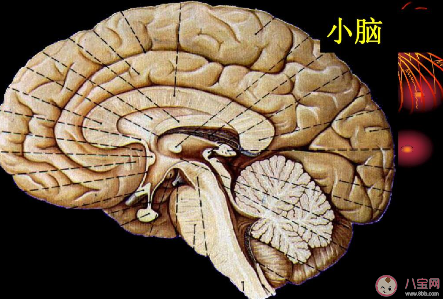 人脑的哪部分负责保持躯体平衡 蚂蚁庄园8月3日答案