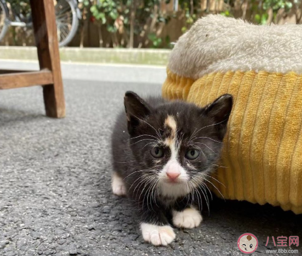 奶猫断奶期间过渡小Tips 小猫咪怎么断奶合适