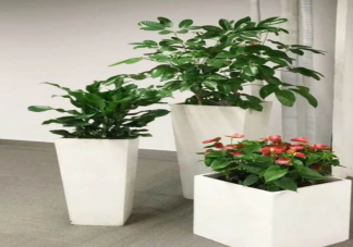 养绿植有助于消除噪音吗 室内种植绿植的好处是什么