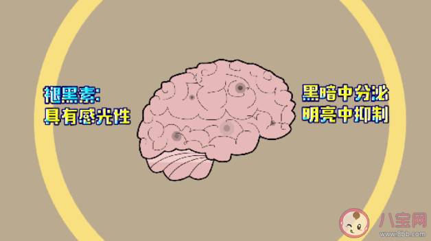 熬夜但睡眠充足伤肝吗 优质睡眠不能只看时长吗