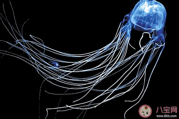 箱形水母生活在哪种气候带的海域 神奇海洋8月15日答案