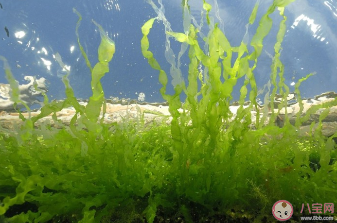 海洋中哪类生物可以吸收和固定二氧化碳 神奇海洋8月16日答案