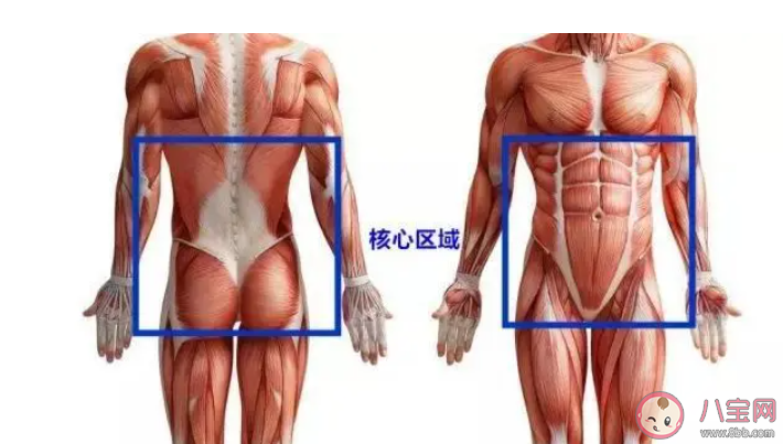 吸肚子和收核心的区别是什么 怎样才能收紧核心