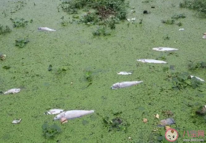 徐州一湖水质呈绿色出现死鱼 湖水为什么会变绿