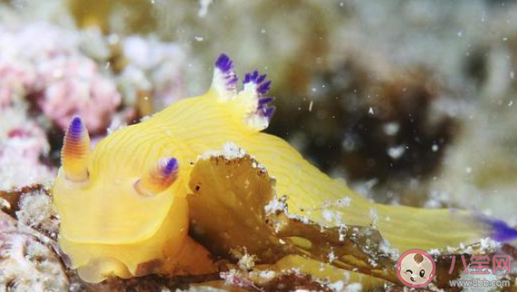 海兔是什么种类的海洋生物 神奇海洋9月20日答案