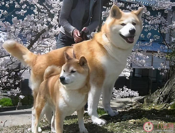 秋田犬和柴犬的区别是什么 秋田和柴犬为什么长得像