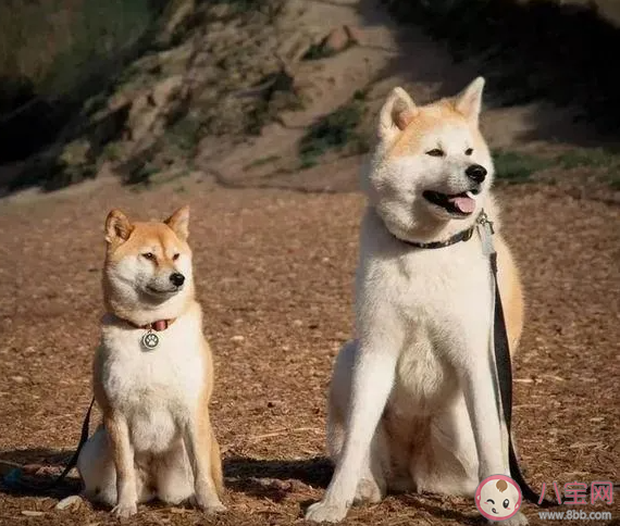 秋田犬和柴犬的区别是什么 秋田和柴犬为什么长得像