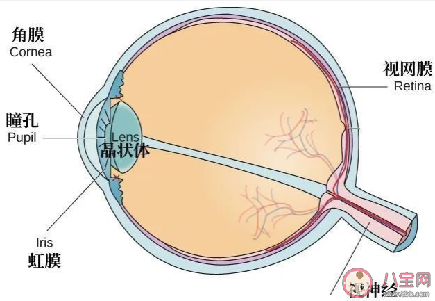 老花眼变轻可能是白内障吗 老花眼和白内障的区别是什么