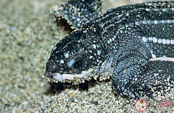 以下哪种龟生活在海洋中 神奇海洋9月27日答案