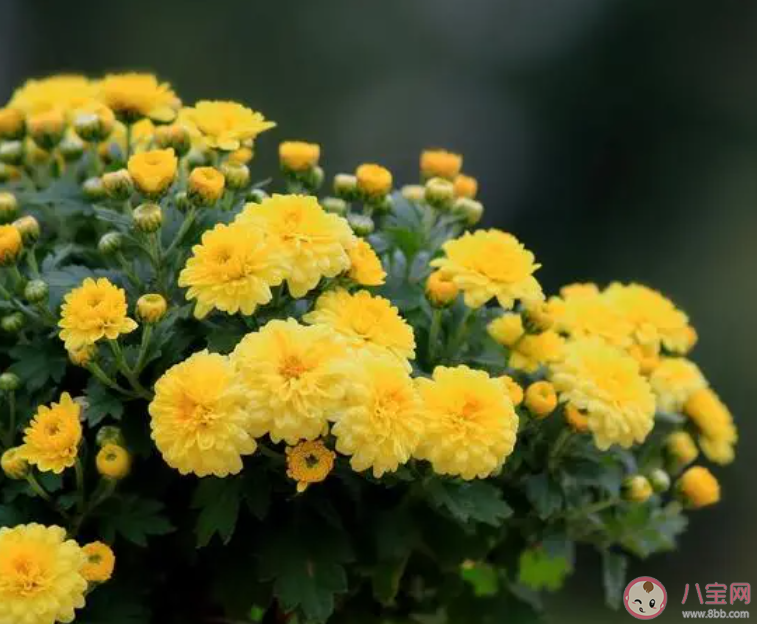 寒露百花凋猜猜哪种花会在寒露时节盛开 蚂蚁庄园10月8日答案