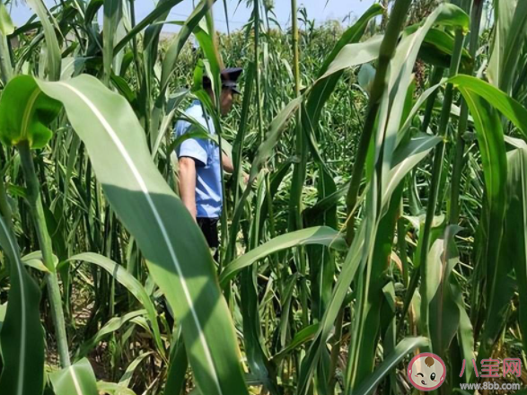 女子因感情问题喝农药后跑进玉米地 遇到感情问题想不开怎么办