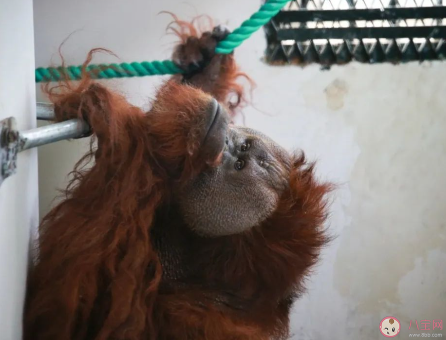 上海动物园45岁猩猩森泰离世 猩猩最多能活到多少岁