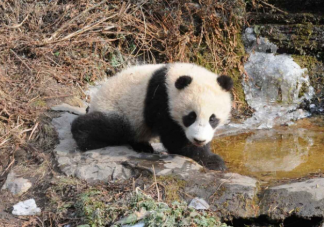 大熊猫野化放归要上哪些培训课 放归后的大熊猫如何监测生存状态