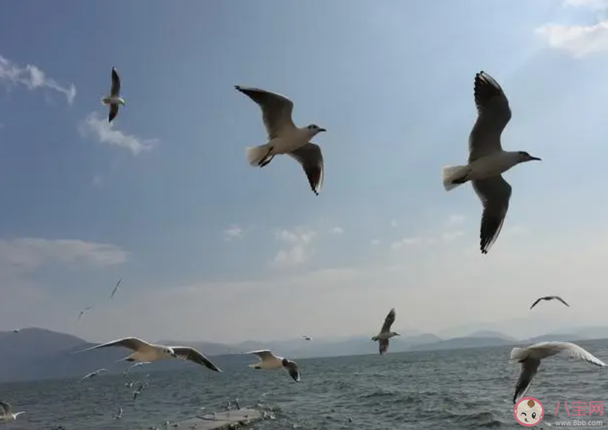 哪种动物有海港清洁工的称号 神奇海洋10月14日答案