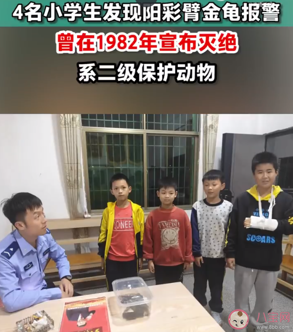 4名小学生发现41年前曾灭绝的甲虫 阳彩臂金龟为什么濒临灭绝