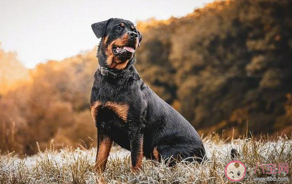 路遇恶犬怎么办 被恶犬追赶怎么办