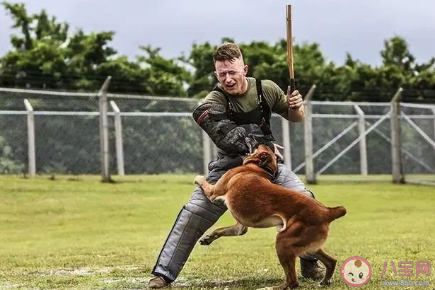 路遇恶犬怎么办 被恶犬追赶怎么办