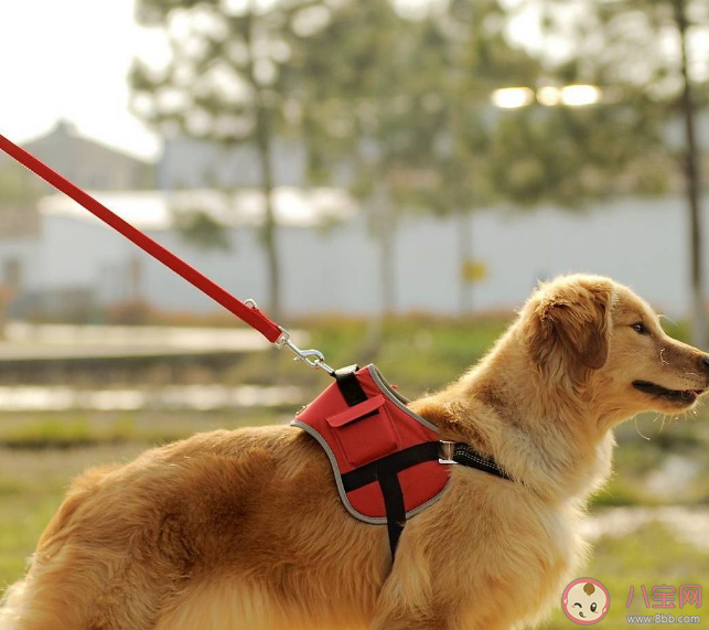 为何各地禁养犬名单不统一 文明养犬要点有哪些