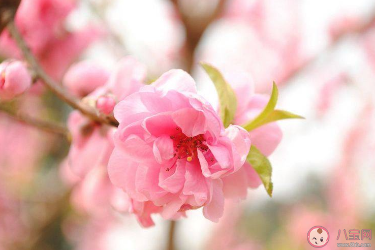 什么是烂桃花 遇到烂桃花了该怎么办