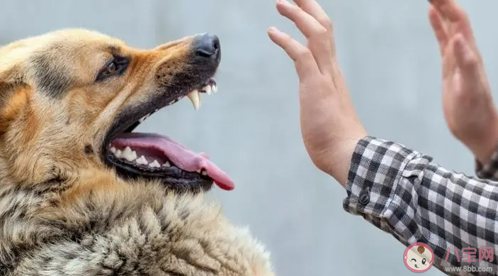 狂犬病潜伏期长达十几年吗 狂犬病是如何得的