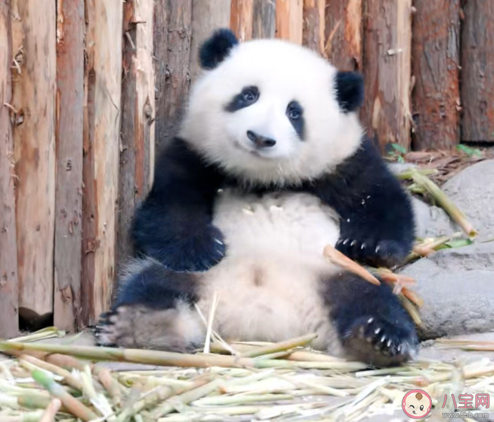 花花挣的工资有一大半是委屈费 熊猫能听懂人说的话吗