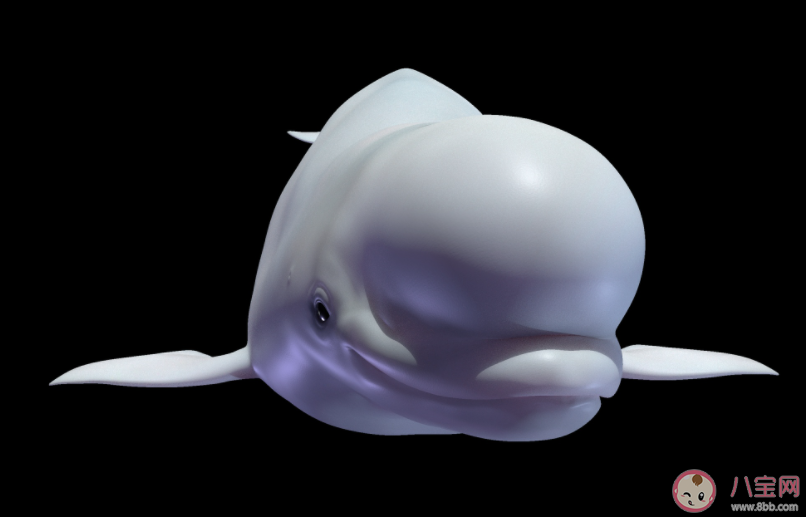 白鲸是群居性的海洋动物吗 神奇海洋10月24日答案