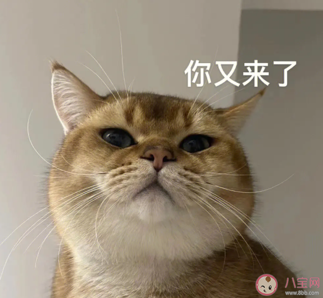 研究发现猫有276种表情 猫猫高兴的时候是怎样的