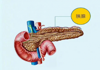 胰腺癌为什么被称为癌中之王 胰腺癌是如何形成的