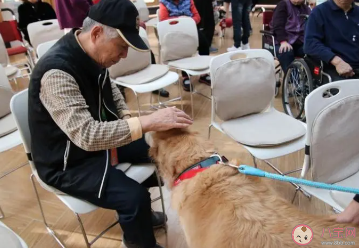 猜一猜新兴职业动物辅助疗愈师主要是疗愈哪类群体 蚂蚁新村11月15日答案