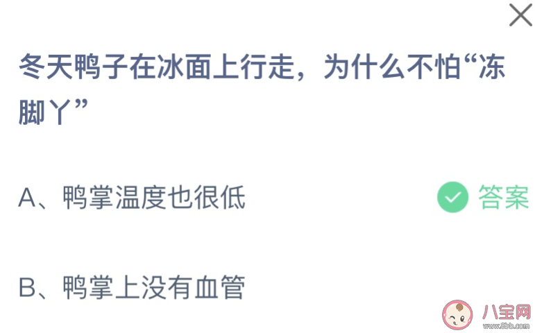 冬天鸭子在冰面上行走为什么不怕冻脚丫 蚂蚁庄园11月28日答案