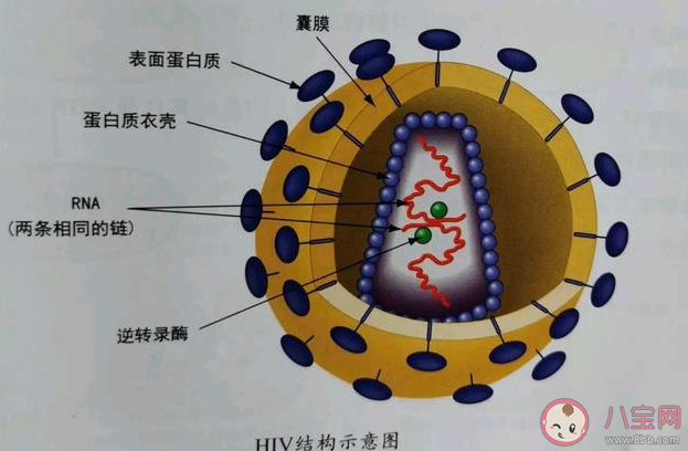 不慎得了艾滋病究竟能活多久 预防艾滋病的有效方式有哪些