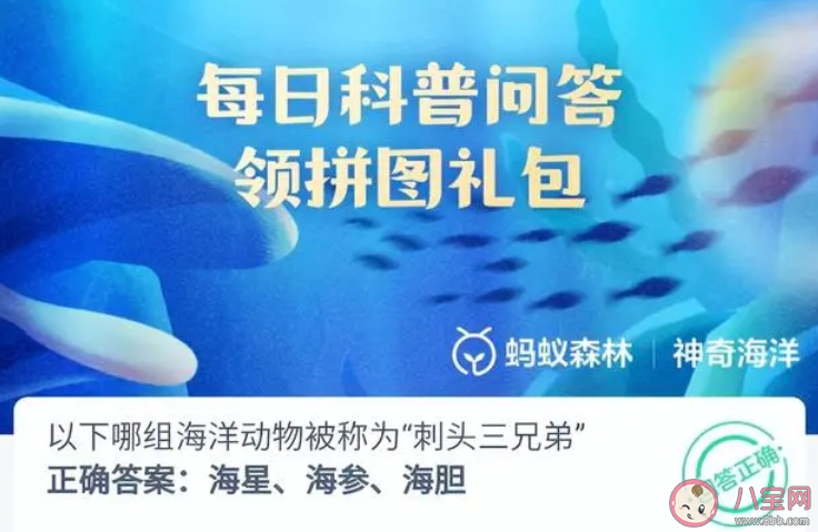 以下哪组海洋动物被称为刺头三兄弟 神奇海洋12月14日答案