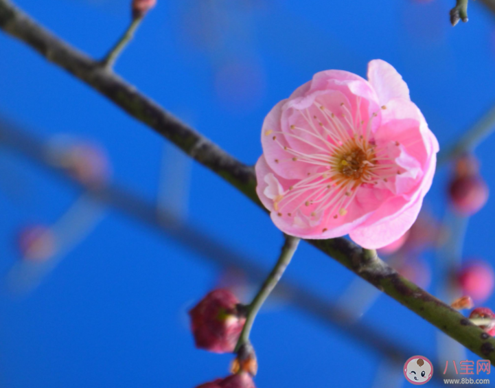 不要夸人好颜色只留清气满乾坤描写的是哪种花 蚂蚁庄园12月29日答案