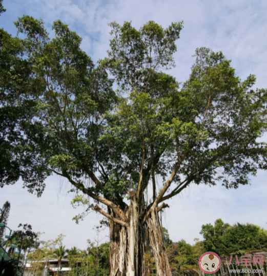 以下哪种植物有独木成林的本领 蚂蚁庄园1月5日答案