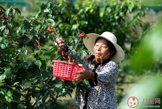 如何种植樱桃 哪个季节种植樱桃最好