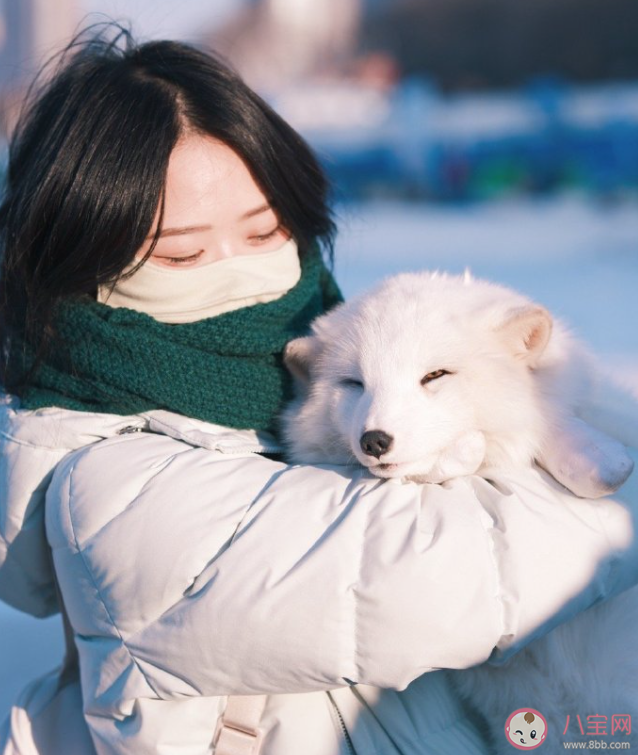 哈尔滨的白狐已经熬出黑眼圈 白狐为什么受欢迎