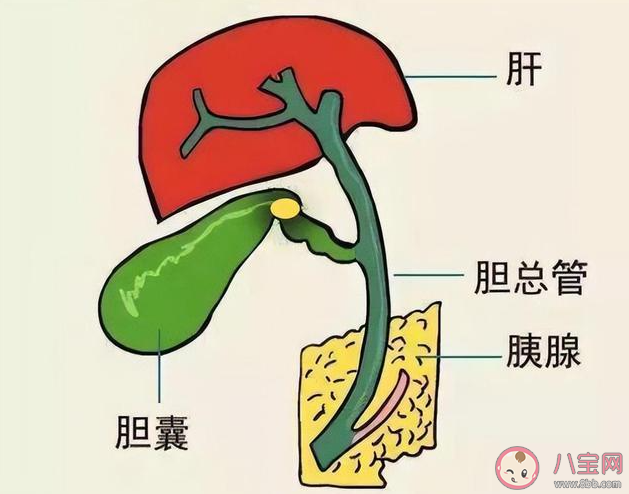 哪些习惯会导致胆结石的形成 胆结石早期的症状有哪些