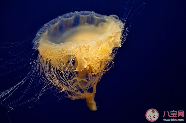 有一种海洋生物长得很像荷包蛋猜猜它是谁 神奇海洋1月19日答案