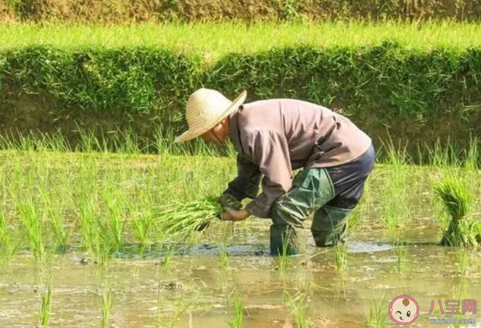 为什么年轻人不愿意种地 种地为什么赚不到钱