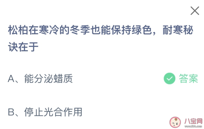 松柏在寒冷的冬季也能保持绿色耐寒秘诀在于 蚂蚁庄园1月24日答案