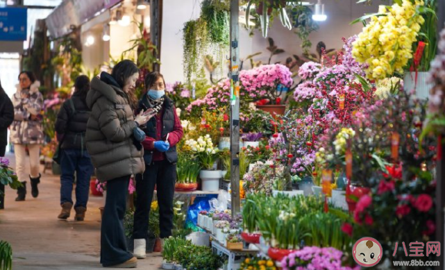 上海年轻人买发财树当年宵花是怎么回事 养发财树要注意些什么