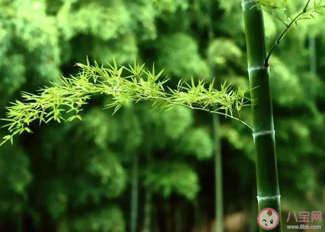 曾与蒿藜同雨露终随松柏到冰霜赞美的是哪种植物 蚂蚁庄园2月6日答案