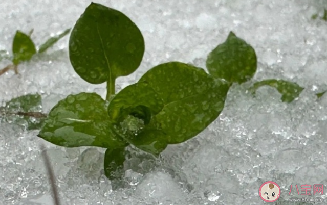 湖北已出现冰粒等七种降水形态 雨雪天气出行要注意些什么