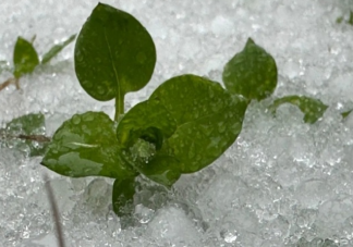 湖北已出现冰粒等七种降水形态 雨雪天气出行要注意些什么