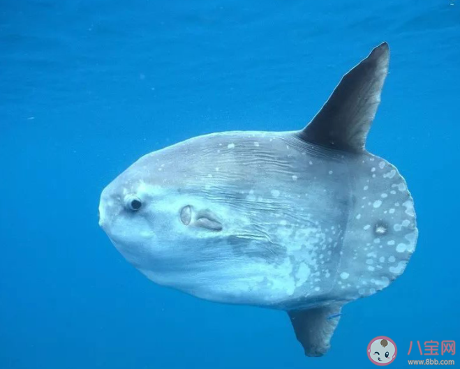 以下哪种海洋生物属于温血动物 神奇海洋3月14日答案