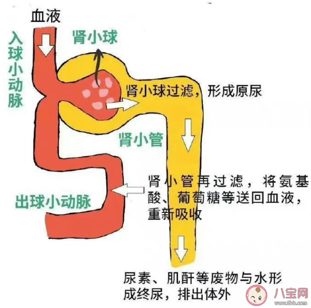 肾不好的预警信号有哪些 日常如何保护我们的肾